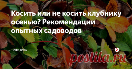 Косить или не косить клубнику осенью? Рекомендации опытных садоводов Почему в рядах дачников ходят такие устойчивые байки, что осенью клубнику следует скашивать? Я не знаю, с чем это связано, возможно, с тем, что люди просто не знают физиологию растения, и говорят о том, что клубника таким образом обновляется. Большинство опытных дачников все же склоняются к тому мнению, что максимум, что делают с клубникой осенью – это пересаживают ее на новое место.