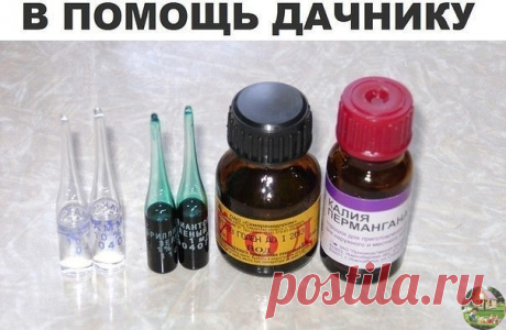 СОВЕТЫ ДАЧНИКАМ.

ЛУЧШИЕ ПОМОЩНИКИ В САДУ И ОГОРОДЕ. Берем на заметку, пригодится.

 Йод аптечный:

Отличное средство для опрыскивания земляники перед цветением. Он способствует активному росту земляники и защищает ее от болезней. Рецепт таков: 5-10 капель йода на 10 л воды.

 Зеленка:

У меня всегда в карманчике садового фартука. Если приходится срезать тонкую веточку у кустарника, то срез проще смазать зеленкой, чем бежать за садовым варом. Зеленкой смазываю места срезов...