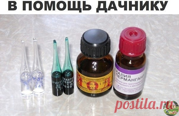 СОВЕТЫ ДАЧНИКАМ.

ЛУЧШИЕ ПОМОЩНИКИ В САДУ И ОГОРОДЕ. Берем на заметку, пригодится.

 Йод аптечный:

Отличное средство для опрыскивания земляники перед цветением. Он способствует активному росту земляники и защищает ее от болезней. Рецепт таков: 5-10 капель йода на 10 л воды.

 Зеленка:

У меня всегда в карманчике садового фартука. Если приходится срезать тонкую веточку у кустарника, то срез проще смазать зеленкой, чем бежать за садовым варом. Зеленкой смазываю места срезов...