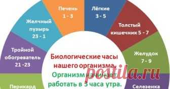 Часы работы нашего организма Блог о рукоделии, кулинарии, домоводстве, об интересном в сети,