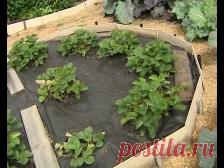 Советы тети Тани. Удобряем землянику