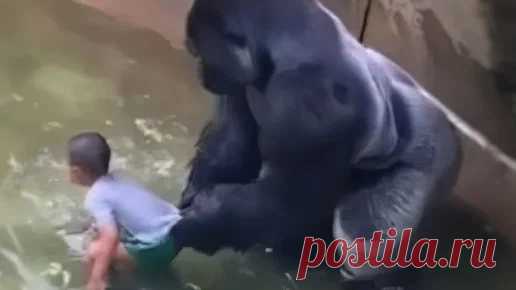 Самец гориллы Харамбе подошел к 3-летнему ребенку, упавшему в вольер, за что «поплатился жизнью» (что стало с малышом) | Ваша Планета | Дзен