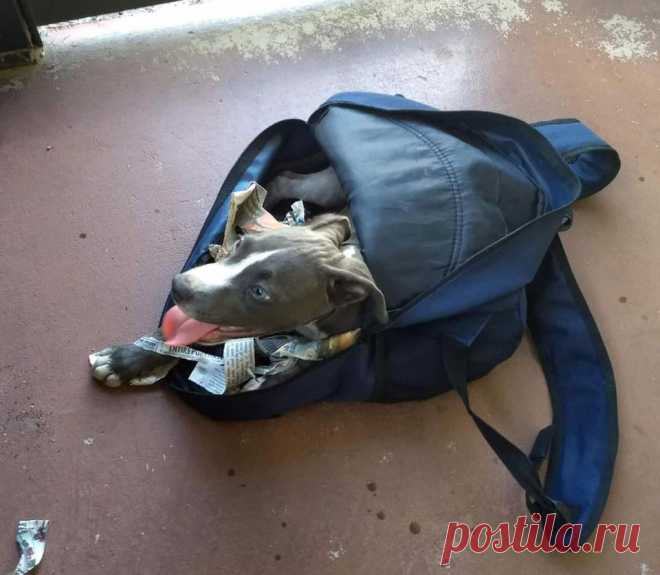 Случайно заглянув в кузов своего авто, мужчина увидел рюкзак, с которого на него смотрели 2 глаза Тот день начался как обычно для Джерри Муррея, но очень скоро спасённая жизнь сделала его особенным. Когда мужчина вернулся из города домой, то обнаружил рюкзак в кузове своей машины, который он не кл…