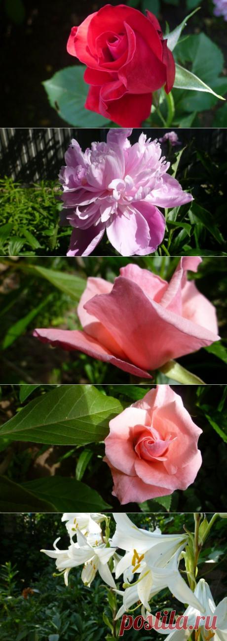 (+1) - Цветы летом... | Фотоискусство