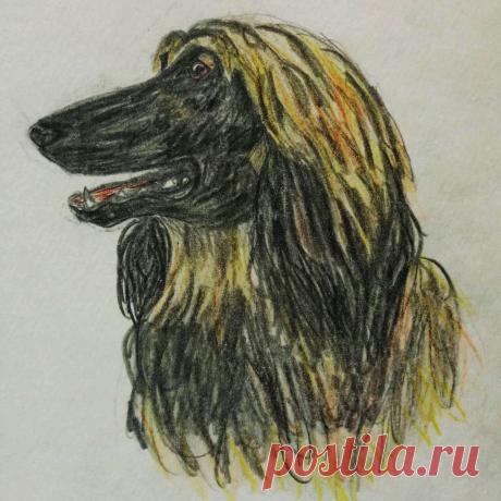 Афганская борзая 1996 г. (карандаш)