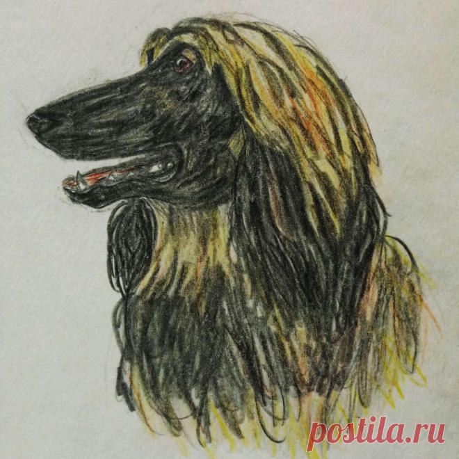 Афганская борзая 1996 г. (карандаш)