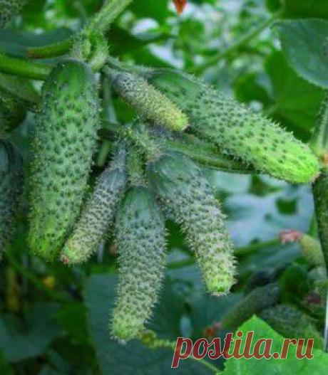 СПАСАЕМ ВАШУ ПОМОЩНИЦУ! ... всего за 10 минут 😨 Чтобы очистить стиральную машинку от накипи нужно только 2 продукта, которые есть дома у каждого!