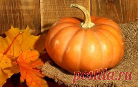 Тыквенное масло: как правильно выбирать и употреблять Вкусная и полезная мякоть тыквы давно признана диетологами, но и ее семена не остались без внимания: при их переработке можно получить до 40% пищевого масла, которое по своим ценным свойствам не уступает другим маслам. Этот продукт называют «черным золотом» еще со времен Средневековья, когда небольшая бутылочка стоила на порядок дороже золотого кольца.