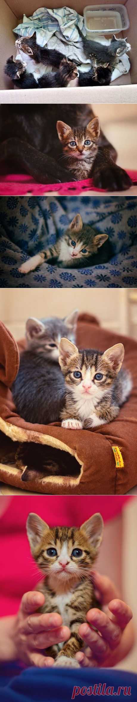 Котят оставили умирать в коробке,но мир не без добрых людей / Питомцы