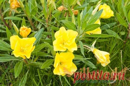 Энотера (ослинник): фото, посадка и уход, виды, полезные свойства