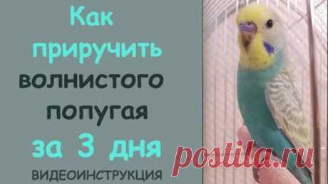 📚 Приручить волнистого попугая за 3 дня 👌