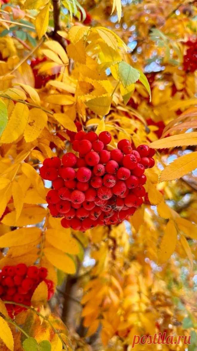 Пин на доске Esthétique d'automne