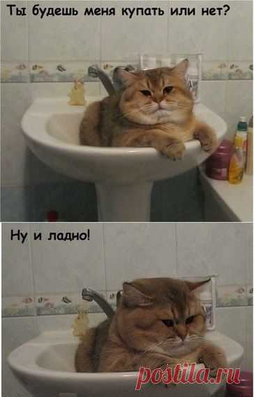котик