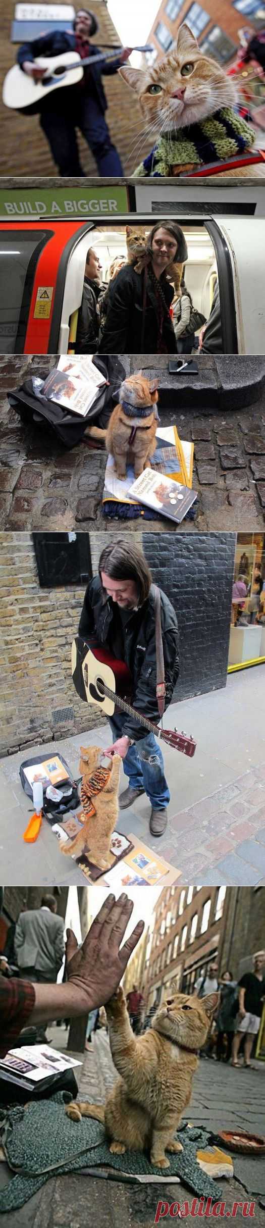 История рыжего кота Боба / Питомцы