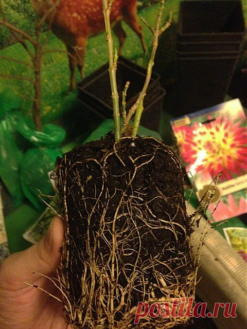 Как правильно пересадить саженцы. | Наша дача