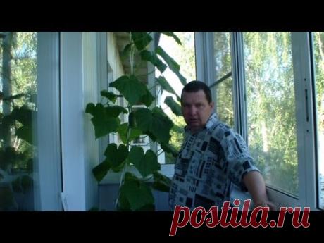 Огурцы на балконе - YouTube