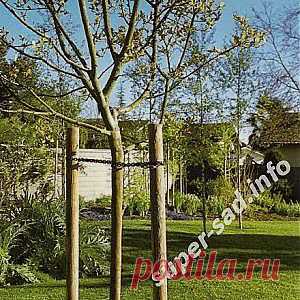 Как подвязать саженцы к кольям. | Супер сад