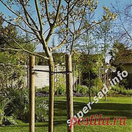 Как подвязать саженцы к кольям. | Супер сад