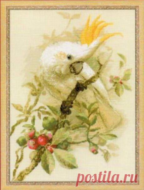 Вышивка крестом попугай. Бесплатная Схема вышивки крестом попугаи | Домоводство для всей семьи