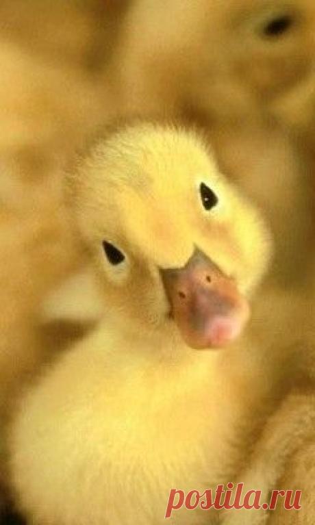 Pinterest