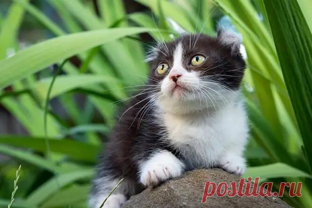 Кошки-таксы: породы с короткими лапками - Уши, лапы, хвост - медиаплатформа МирТесен