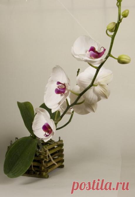 Орхидеи - секреты успешного выращивания