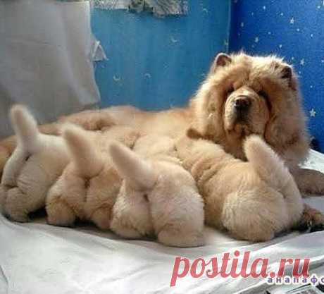 ♥ БРАТЬЯ НАШИ МЕНЬШИЕ ♥