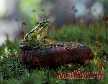 Мечтатель — National Geographic Россия