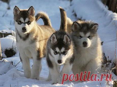 Эти забавные животные! – Владислав Баций добавил фотографию в альбом ДРУЖБА БРАТЬЕВ НАШИХ МЕНЬШИХ