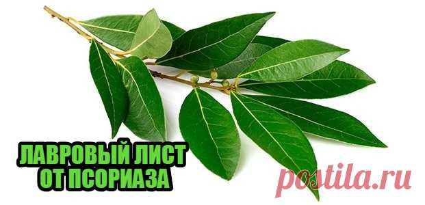 ЛАВРОВЫЙ ЛИСТ ОТ ПСОРИАЗА
