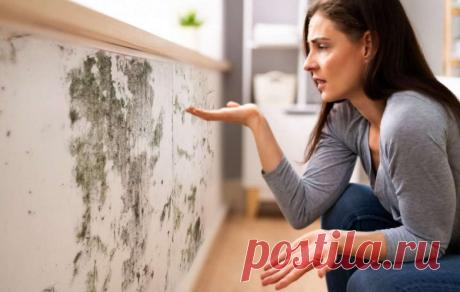 Что делать если в доме или на даче появилась плесень