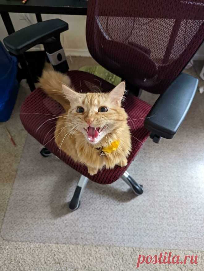 Коты, которым есть что сказать / Питомцы
