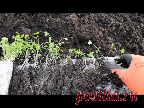 Проверенный способ, ПЕТРУШКА в УЛИТКУ,РАННЯЯ СВЕЖАЯ Зелень видео с результатом