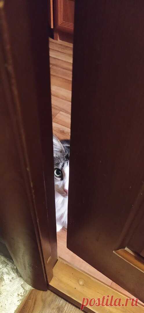 Фото смешных котиков, заряжающих позитивом 🐈(часть 68) | Жила-была Кошка | Яндекс Дзен