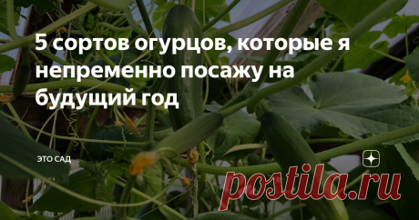 5 сортов огурцов, которые я непременно посажу на будущий год