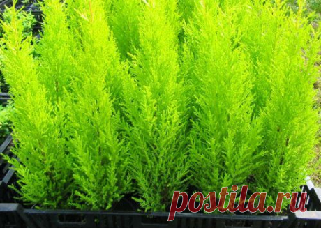 Кипарис Голдкрест ВилмаХвойные