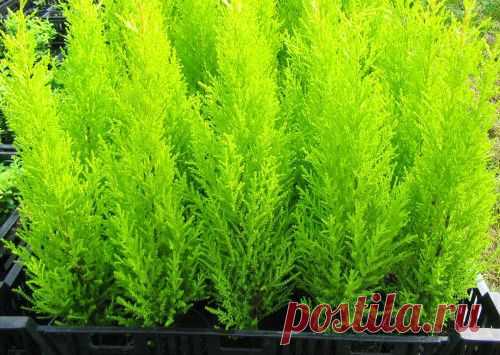 Кипарис Голдкрест ВилмаХвойные