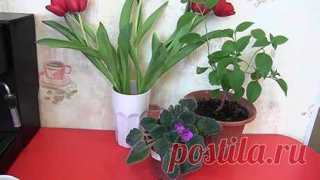 РЕЦЕПТ ЧУДОДЕЙСТВЕННОЙ ПОДКОРМКИ ДЛЯ ЦВЕТОВ!