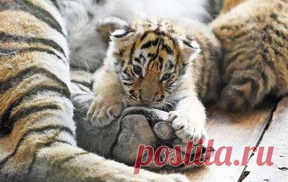 Детеныша амурского тигра выходили в Китае