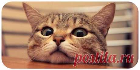 Обязанности кота по дому