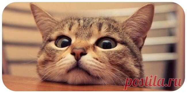 Обязанности кота по дому