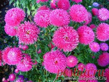 Астра_ Эвредика