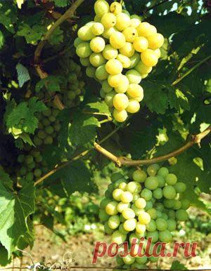 Сорт винограда Кеша