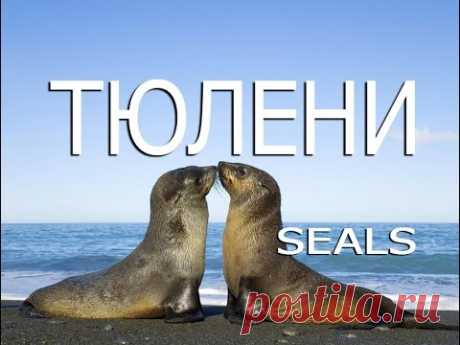 Тюлени — Seals - YouTube