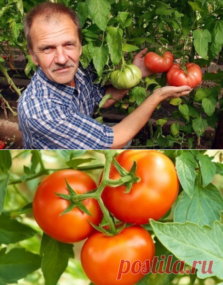 (12) Одноклассники    ХОТИТЕ  ПОЛУЧАТЬ  ПО  2  ВЕДРА  ТОМАТОВ  С  КУСТА?