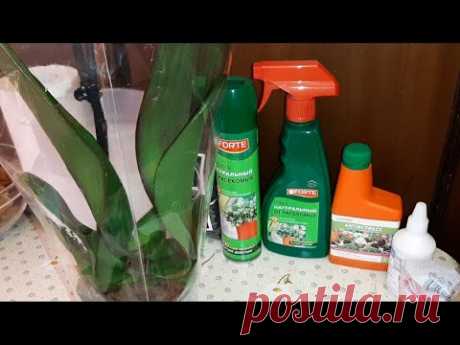Орхидея Замухрышка из "Пятёрочки" | Обработка | Посадка в Кору от GreenGardenPro