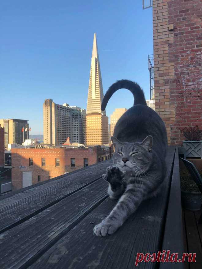 Прекрасные кошки, которые выглядят словно модели