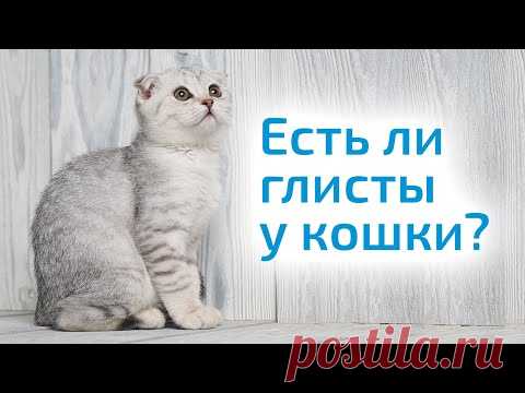 Как определить, есть ли ГЛИСТЫ У КОШКИ, и чем лечить питомца