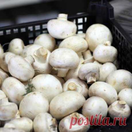 Усадьба | Огородник : Правильный мицелий для шампиньонов