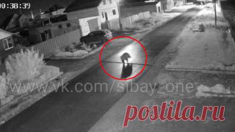 В Башкирии сняли на видео медведя, который бегает по улицам города. Администрация города Сибай попросила жителей быть острожнее после публикации в сети кадров с разгуливающим по улице медведем. &quot;Убедительная просьба к горожанам быть бдительными. Не создавать паники, по возможности не выходить в ...